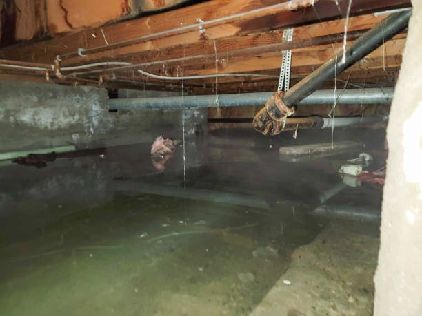 Best Local water damage restoration  in Pato, WA