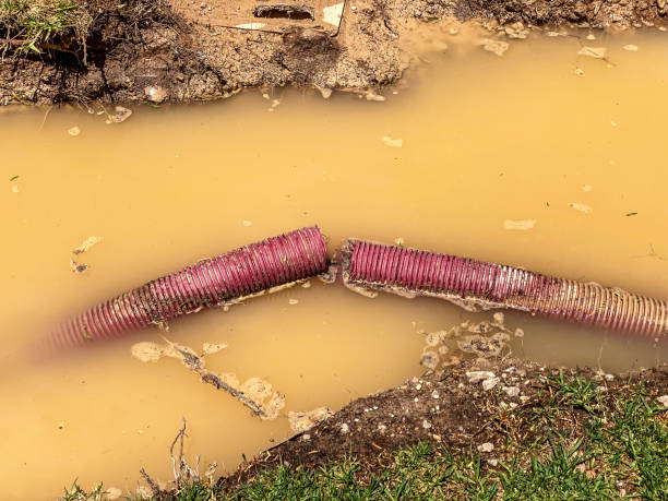 Best Carpet water damage restoration  in Pato, WA